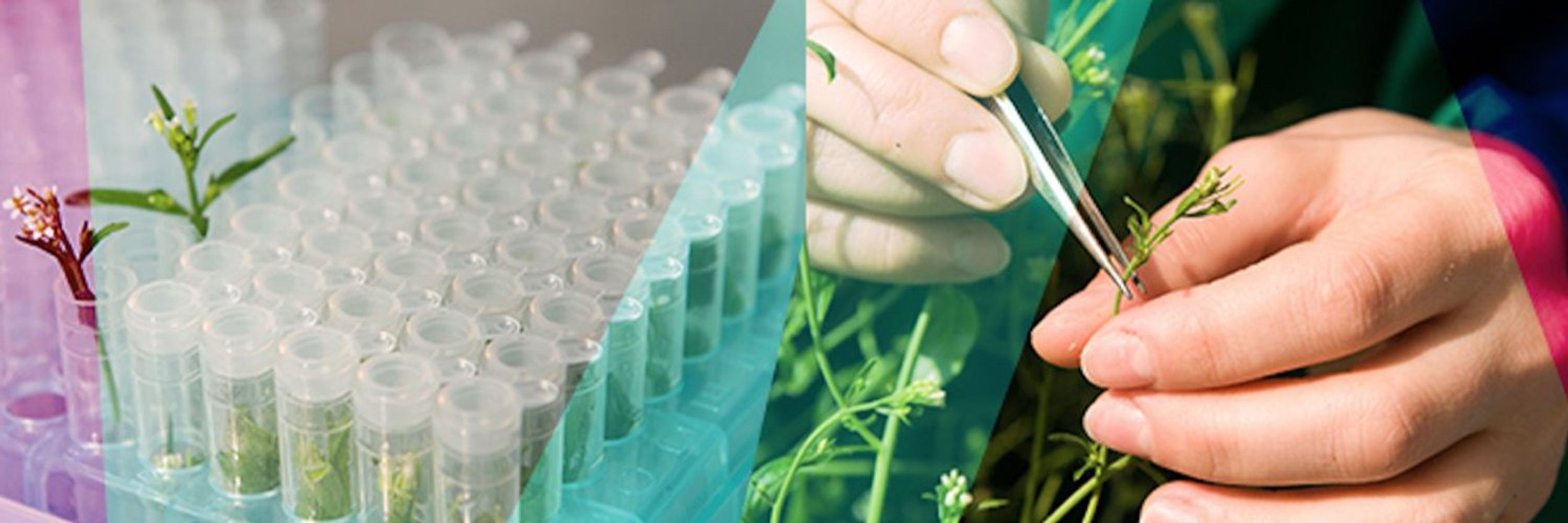 IBMP | Institut de biologie moléculaire des plantes