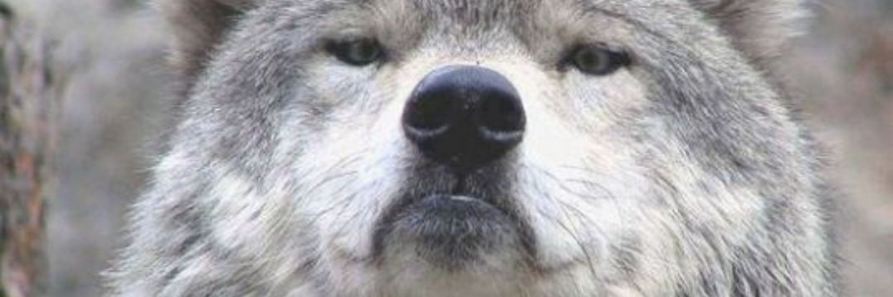 Jwolfden
