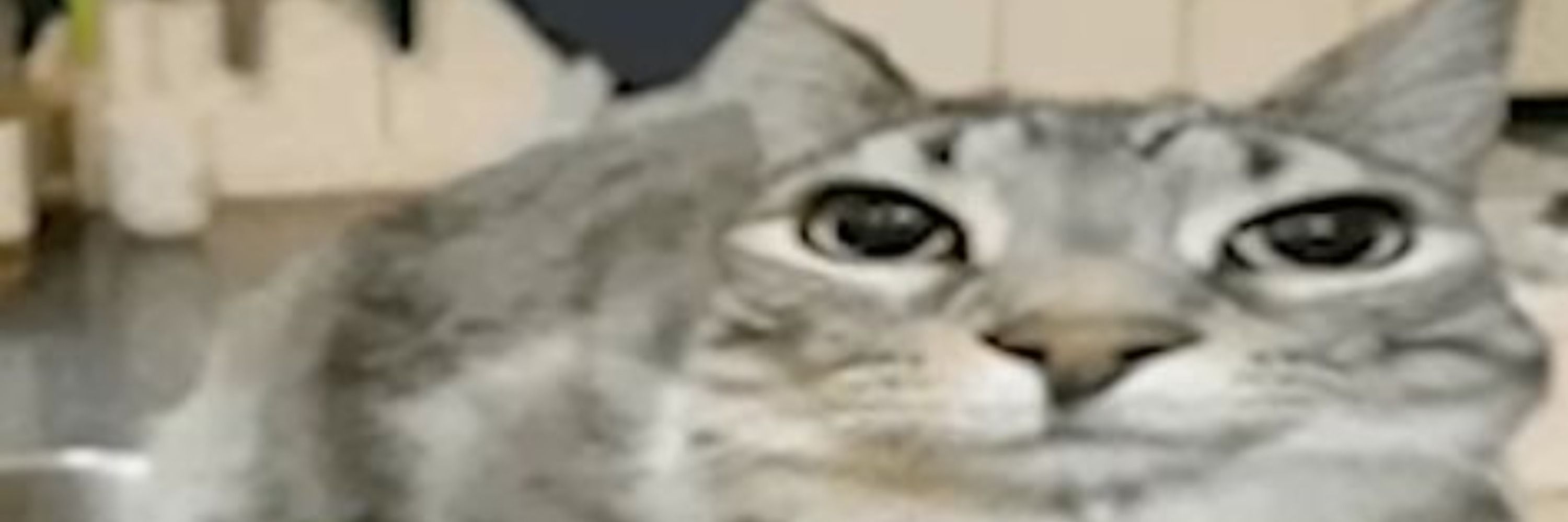 bomba