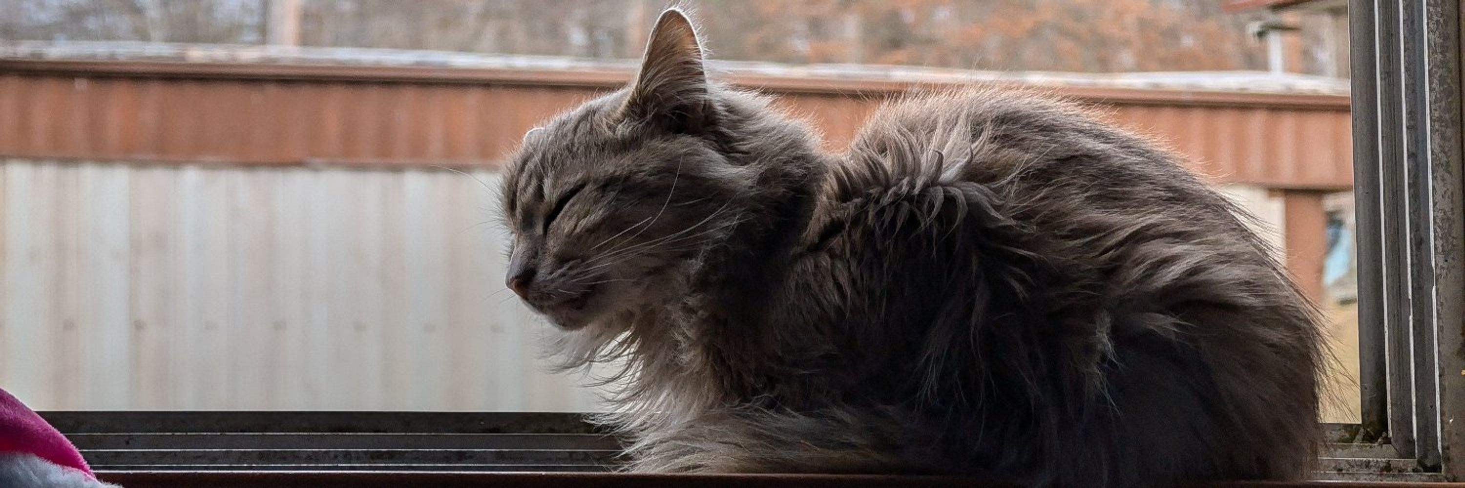 ♡ ~ Silly Cat Central ~ ♡