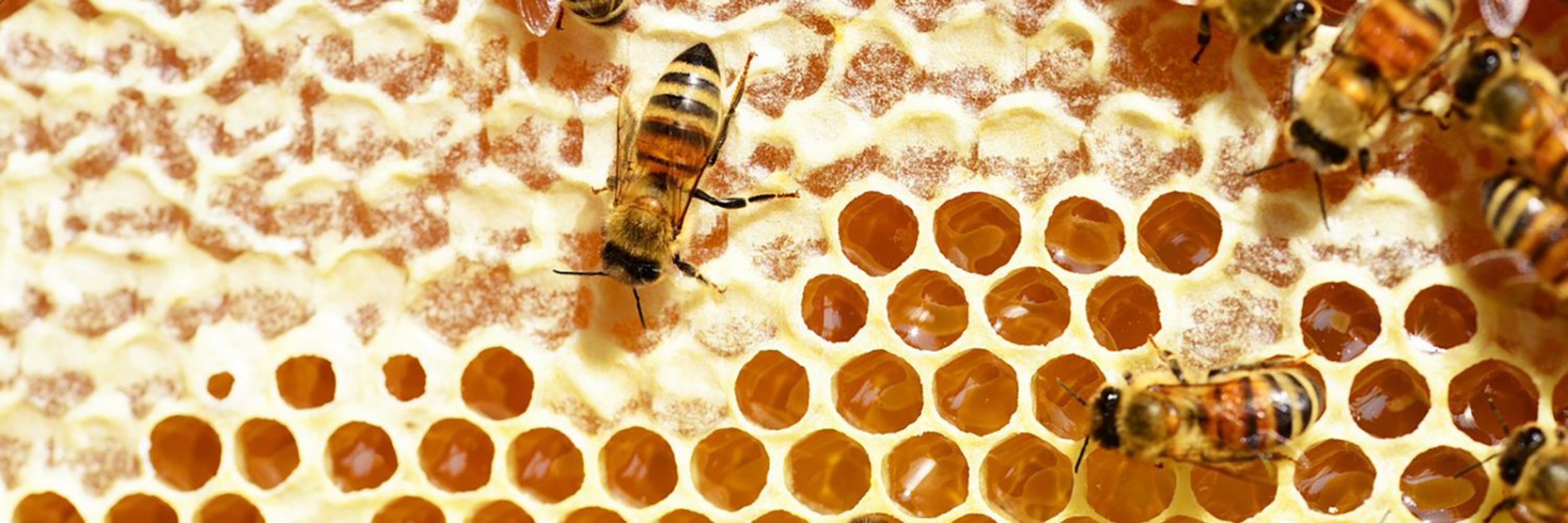 The ARCH-HIVE