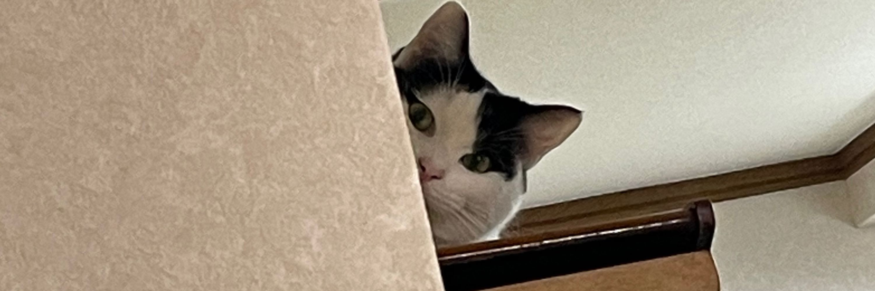 熊ナヴェ