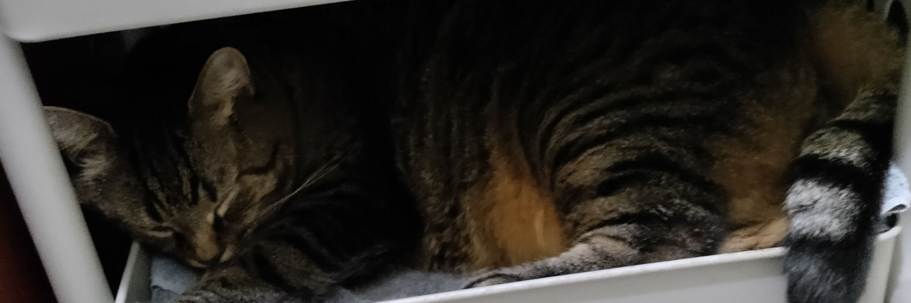 LilahKitty