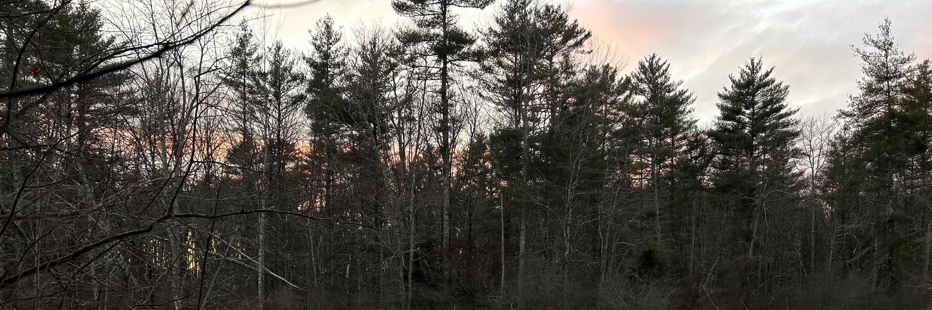 Flooded Pine Press