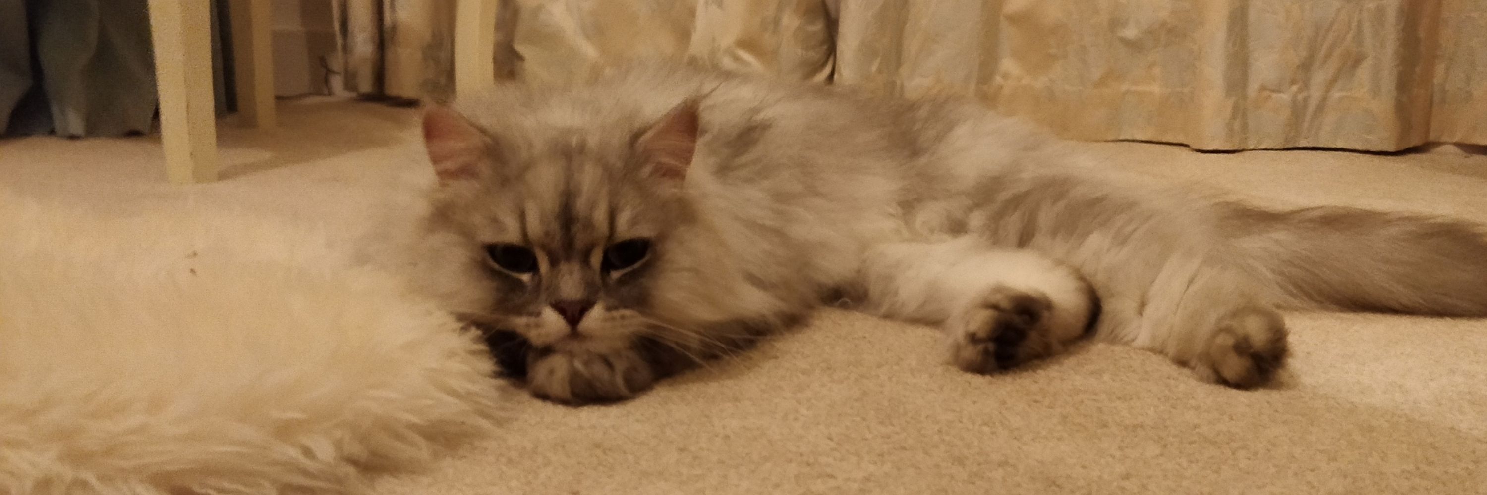 Lucy