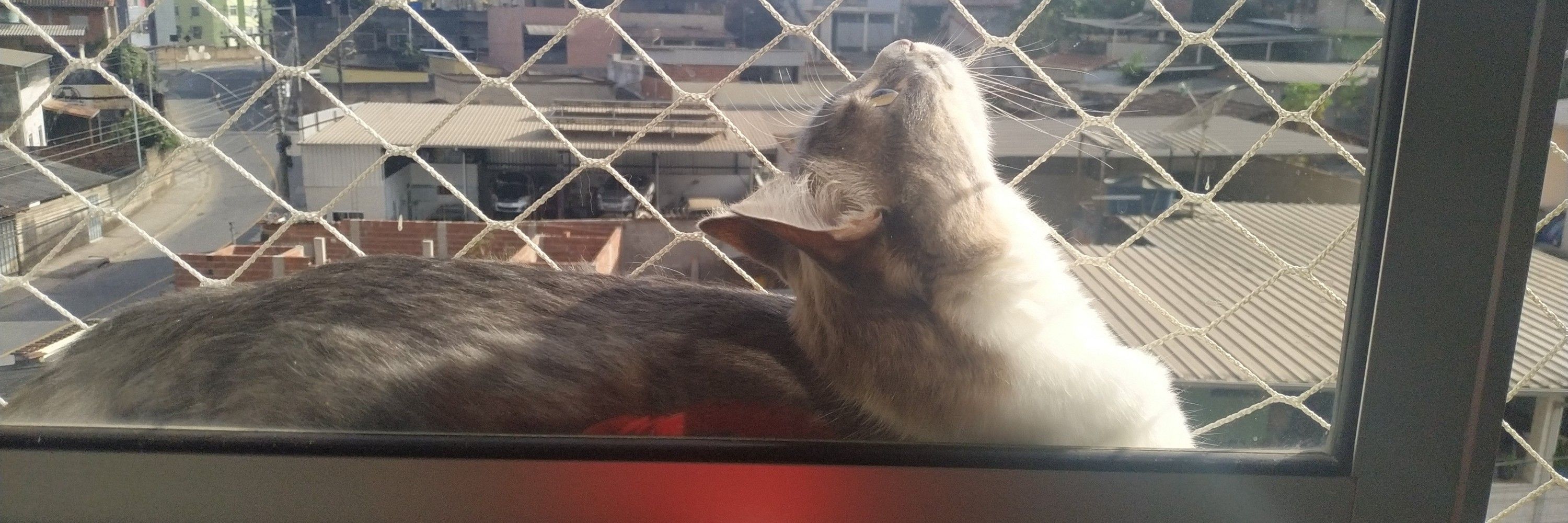 Gustavo 