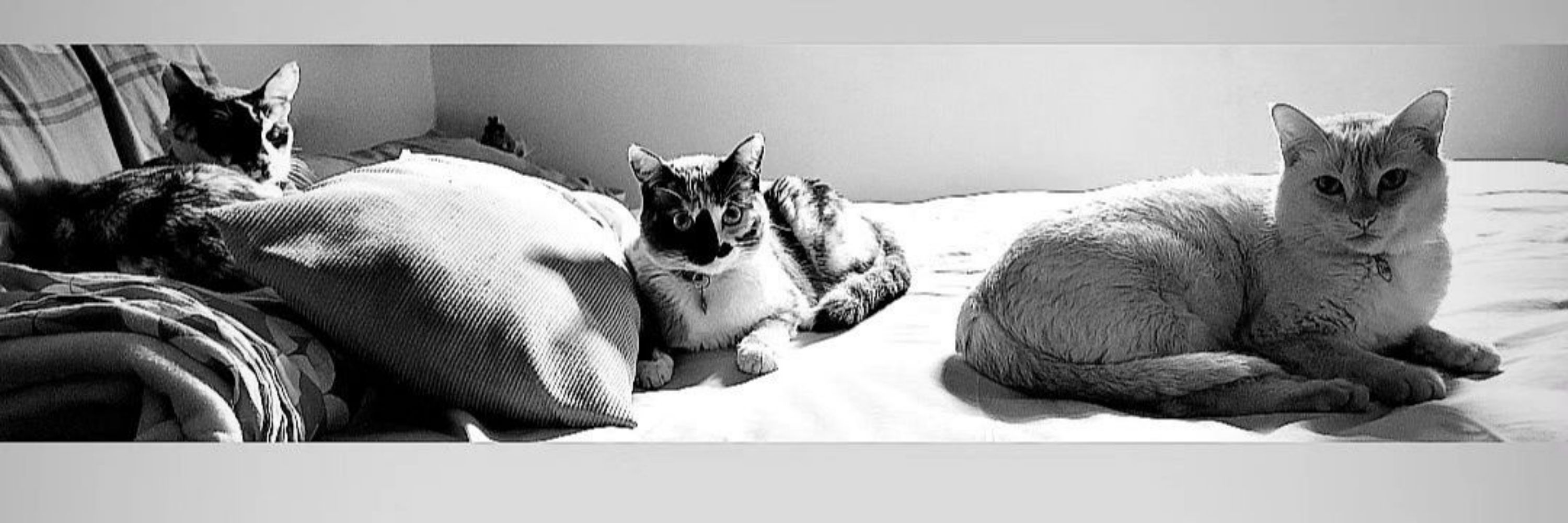 Meow