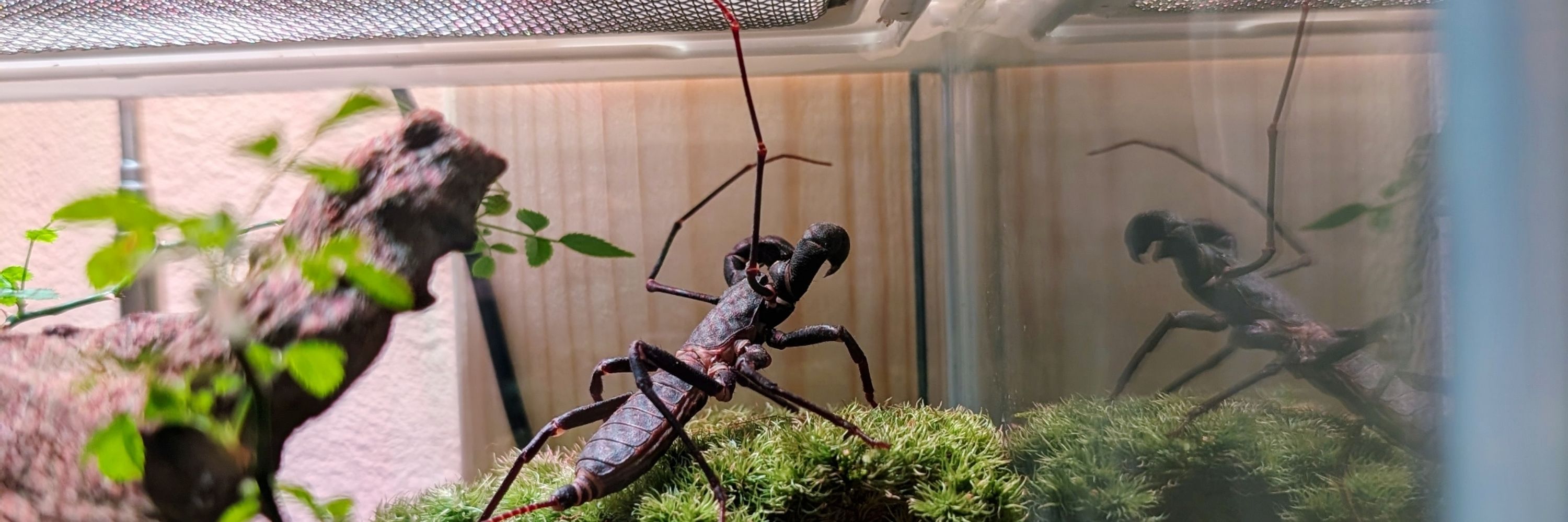 🏕️weevil🏳️‍⚧️(they/them)