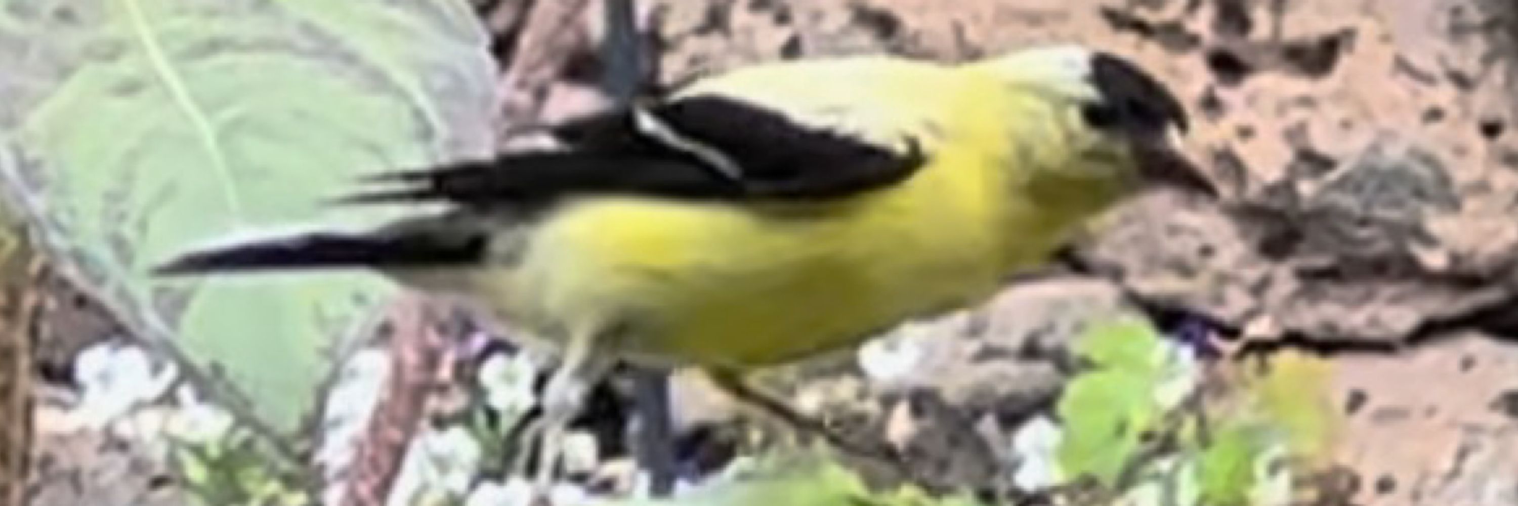 Birb Birbing Birbily