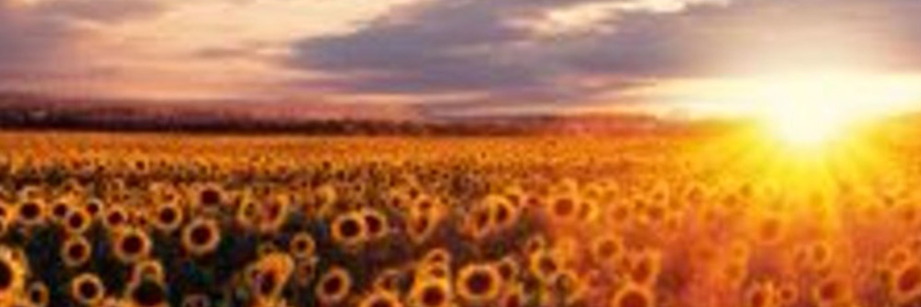 Secret Sub 🌻 🌈 