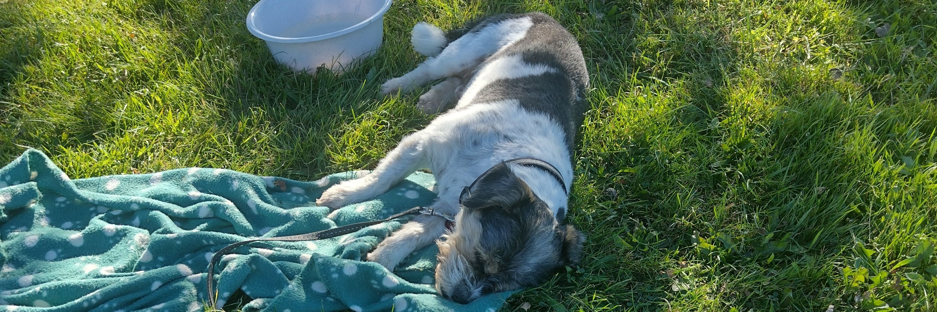 Benji