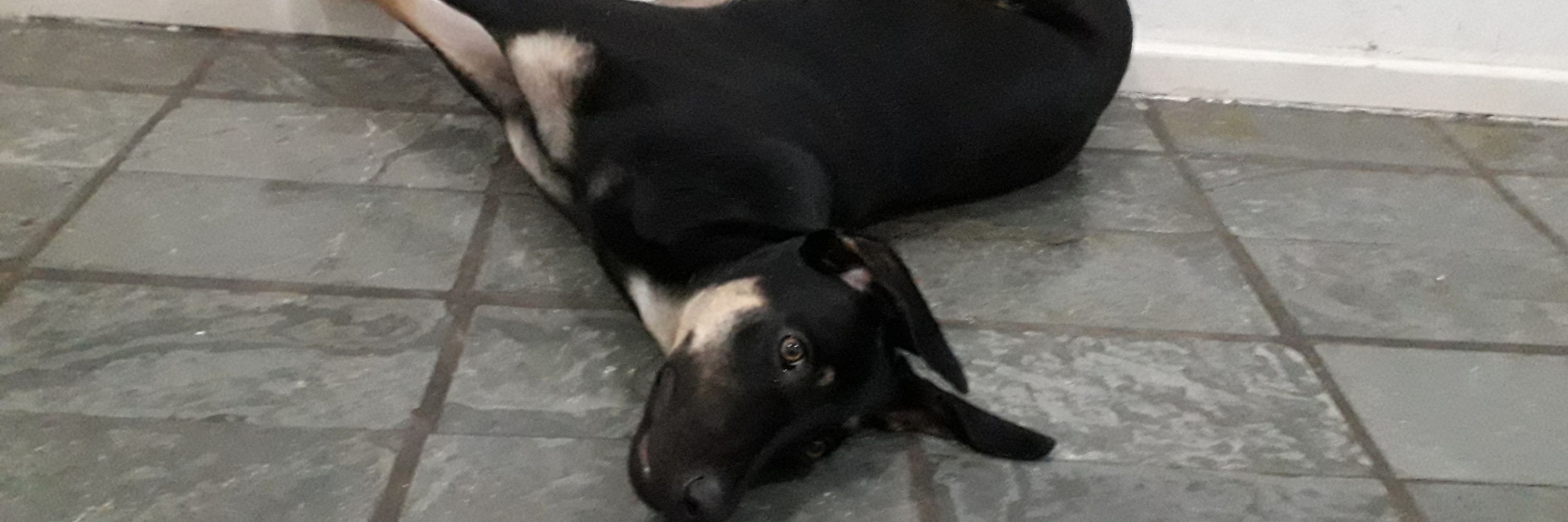 Cloridrato de Amitriptilina 25mg Uso Veterinário