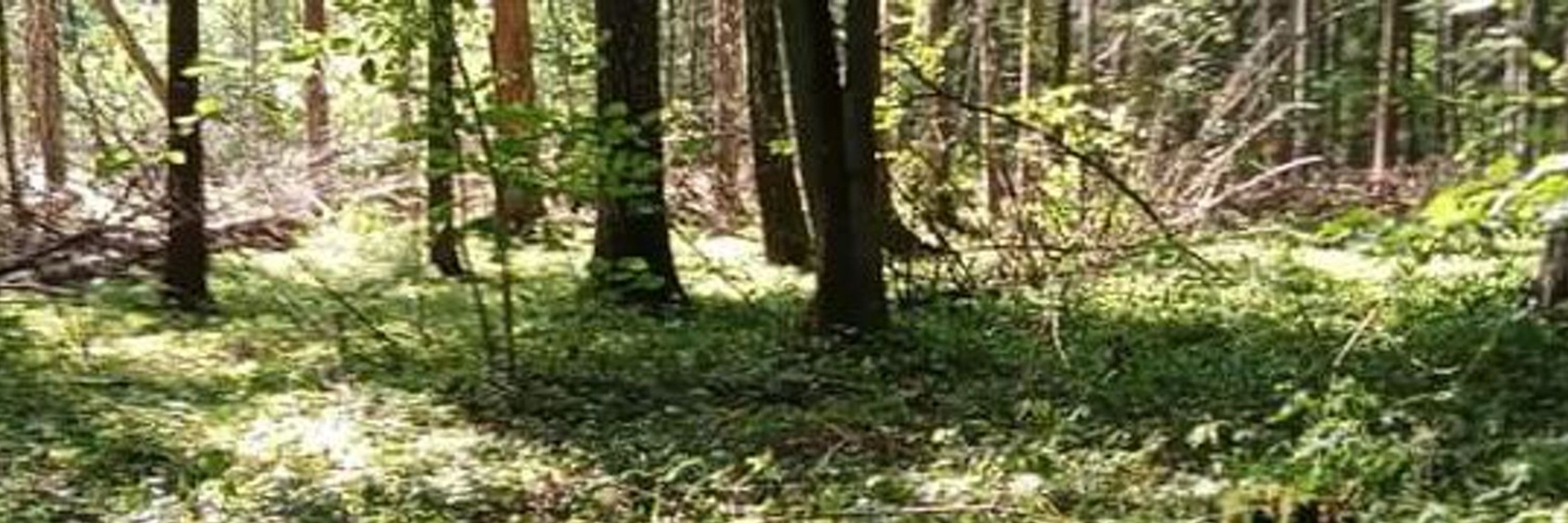 Mateusz Rybak