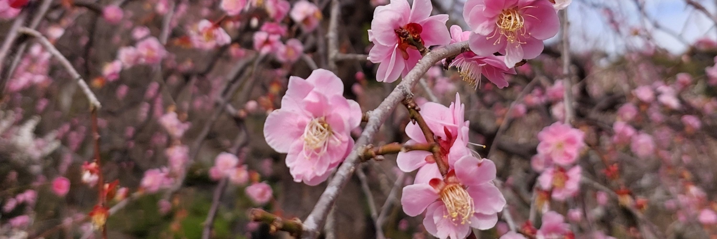 T🌸