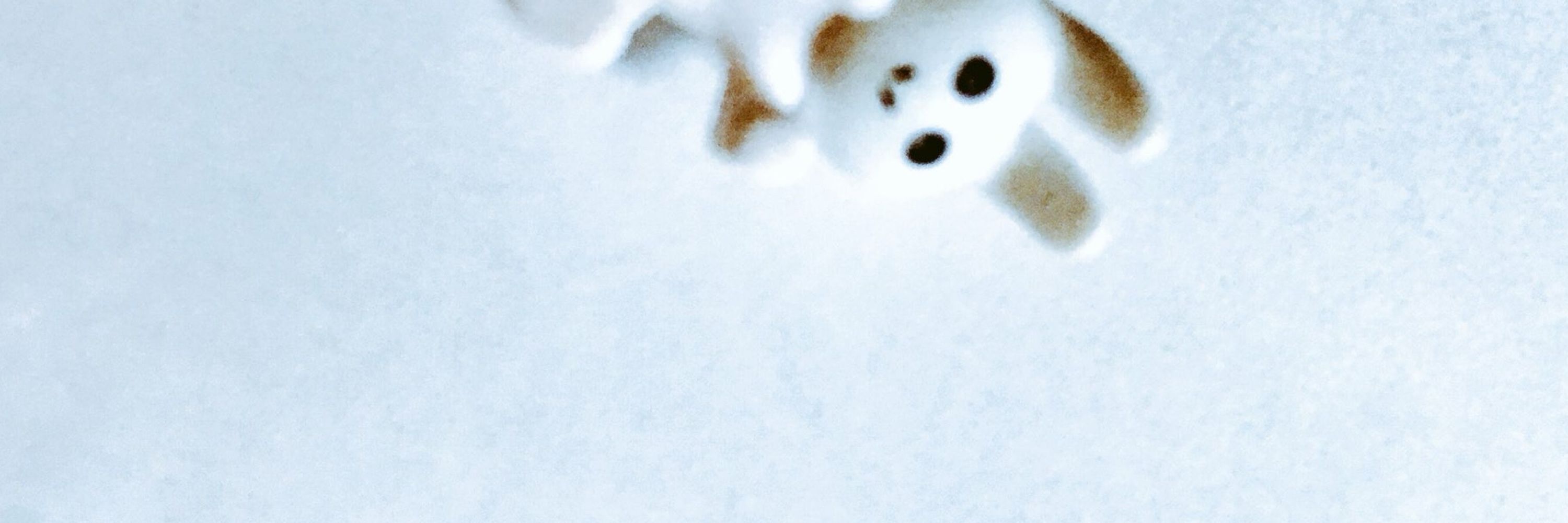いぬのふゆ