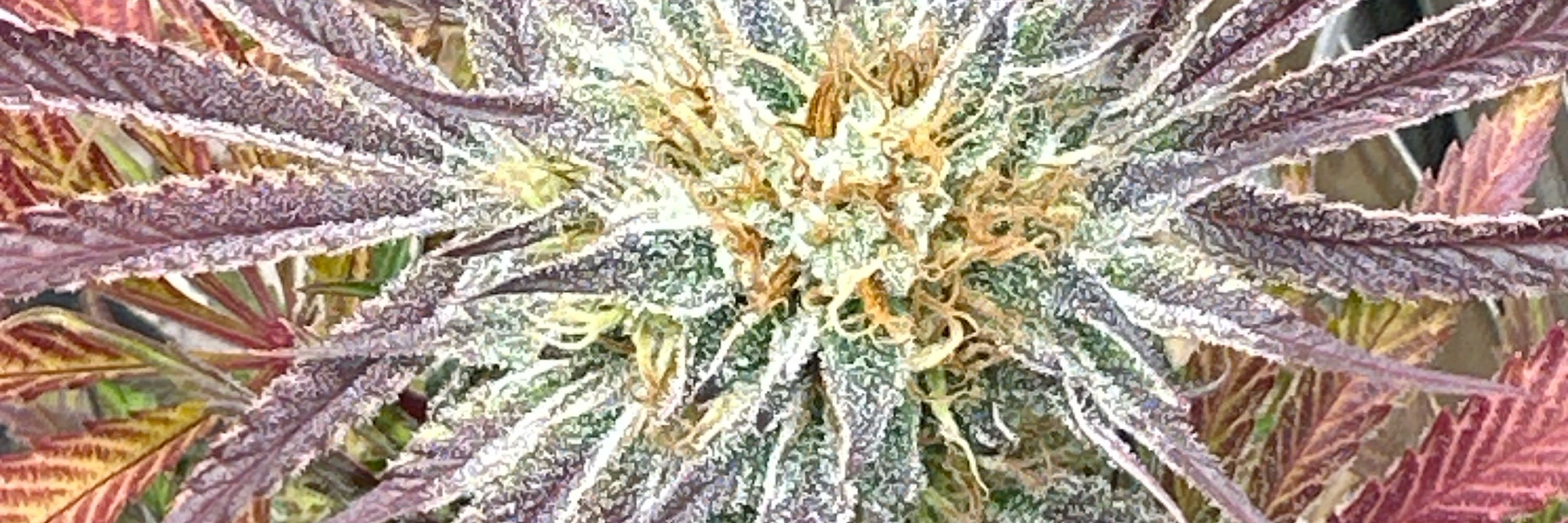 KillerDawg