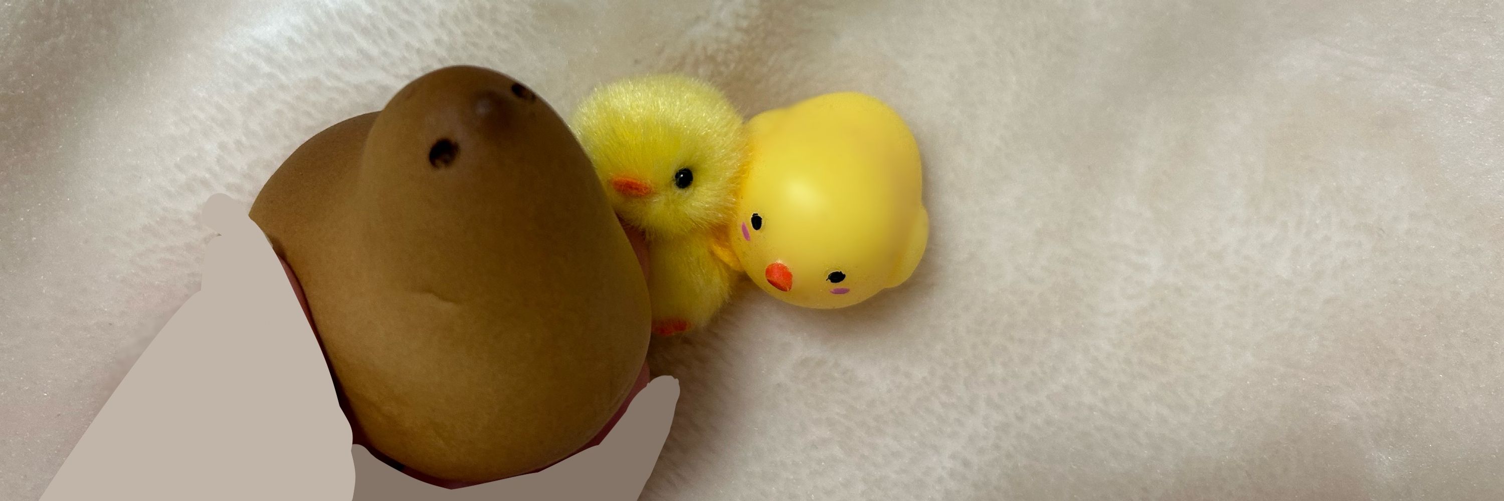 ぴよこ🐥