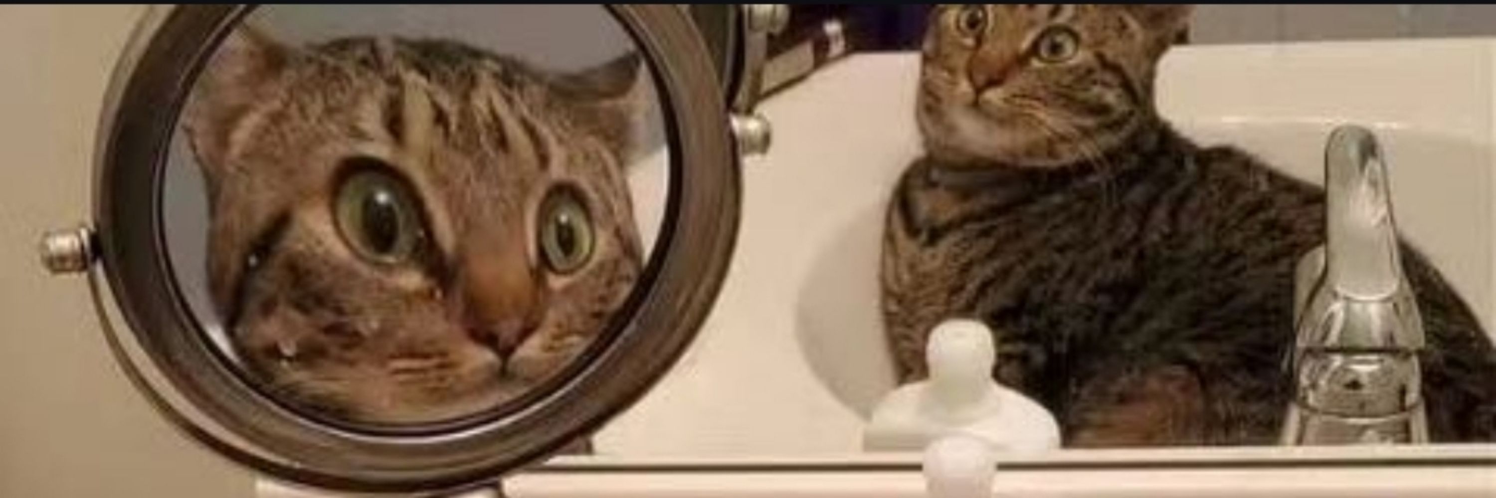 - Quer batatatinha?