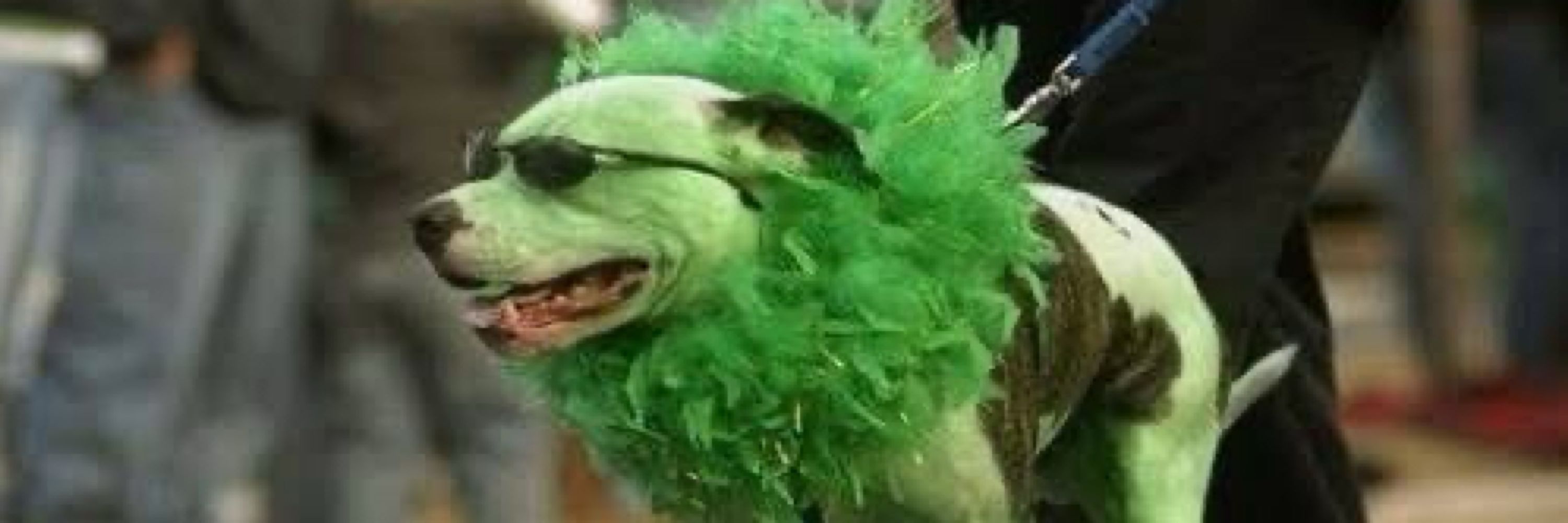 cachorro verde limão
