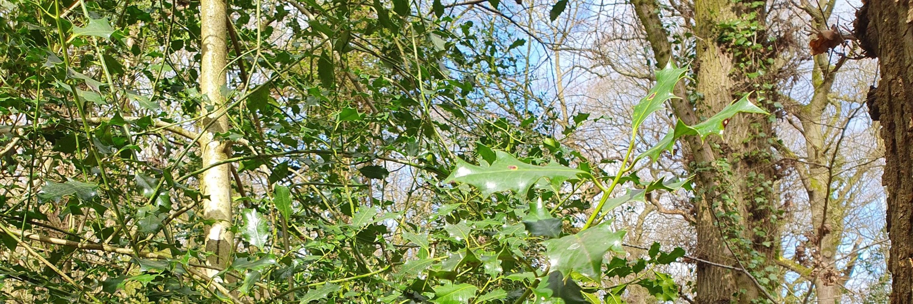 Wandering soul adventures