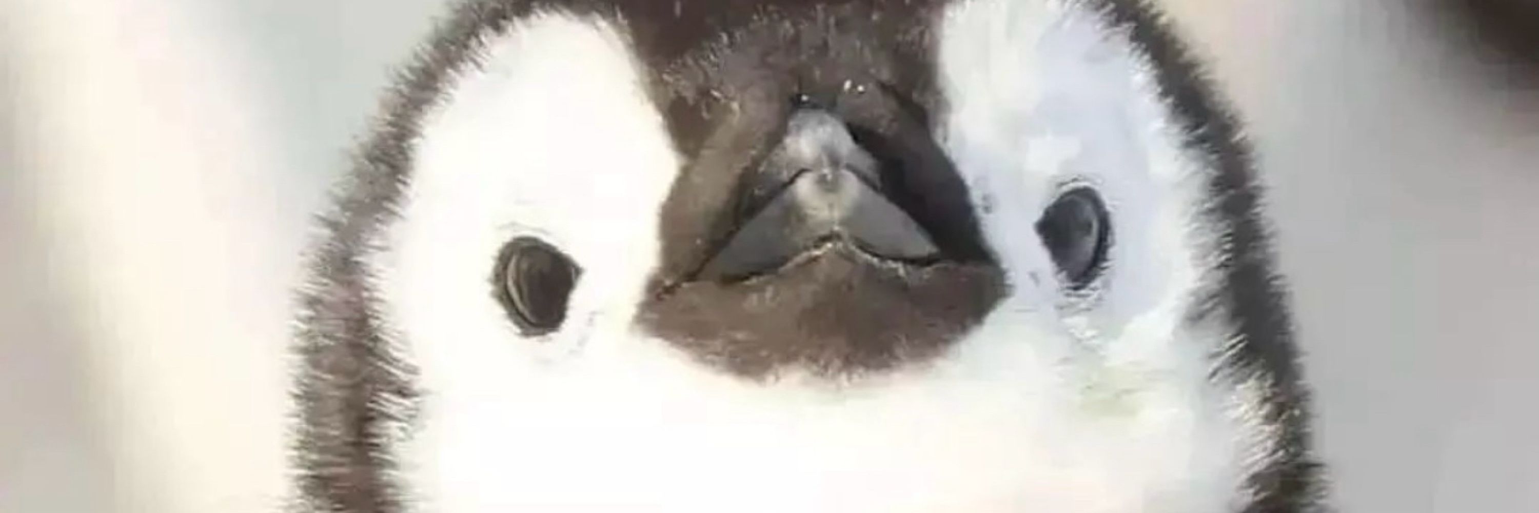🐧