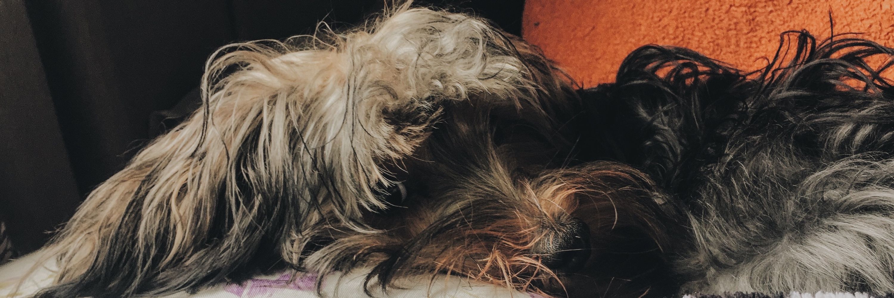 Tico