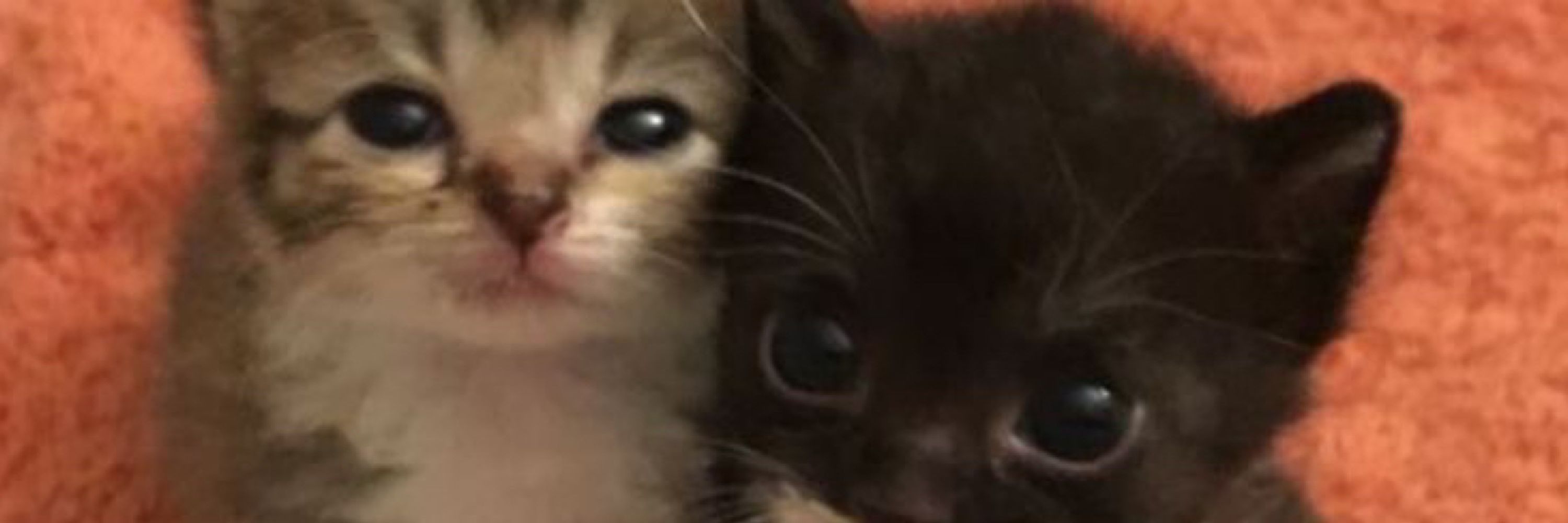 Kitten images !! (=^ェ^=)