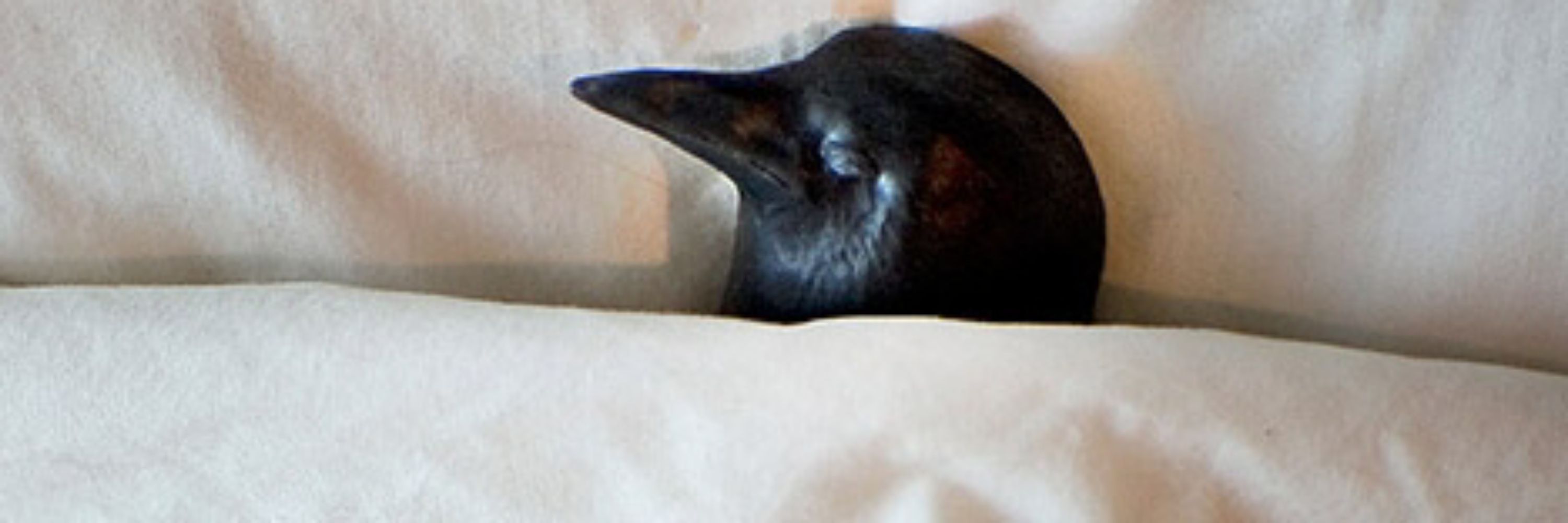 Noot The Rich