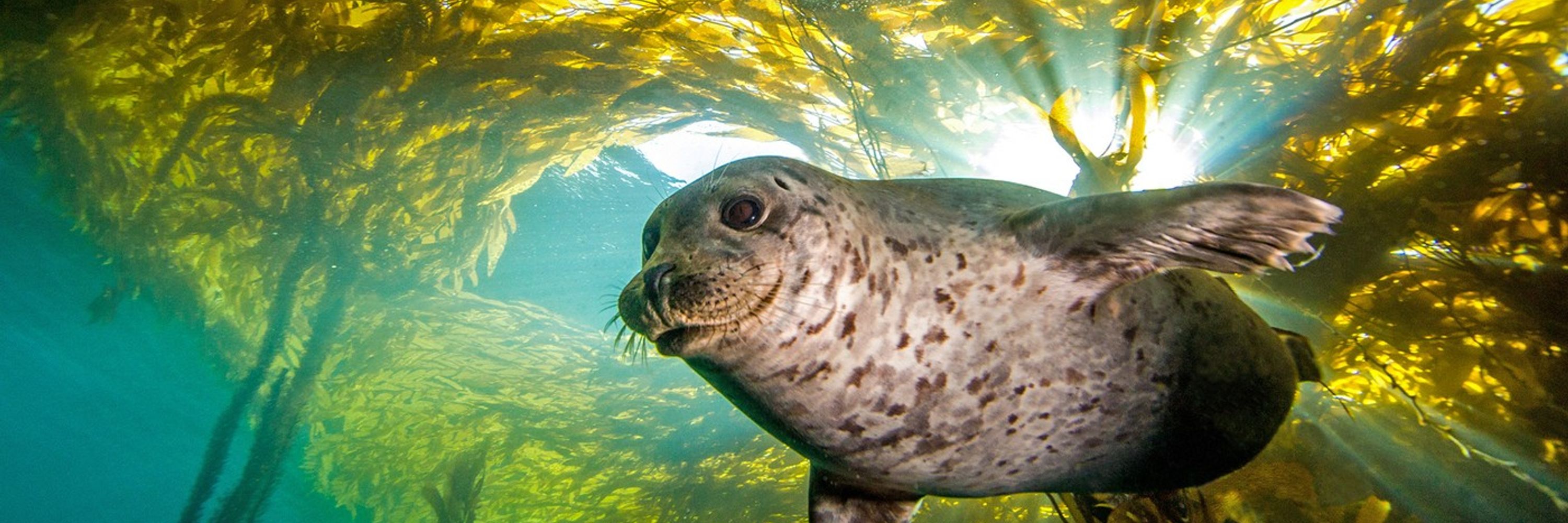 PugetSeal