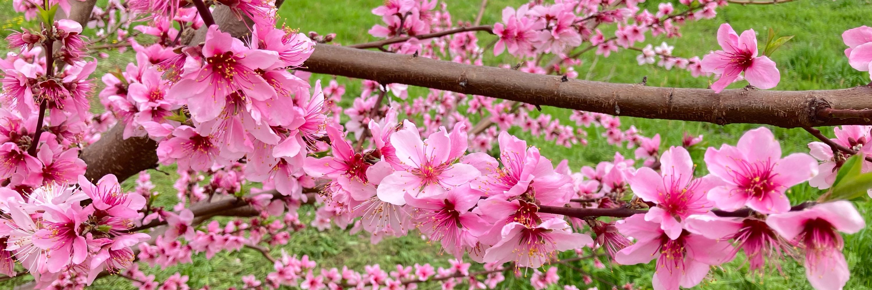 Ryosuke_Matsumoto