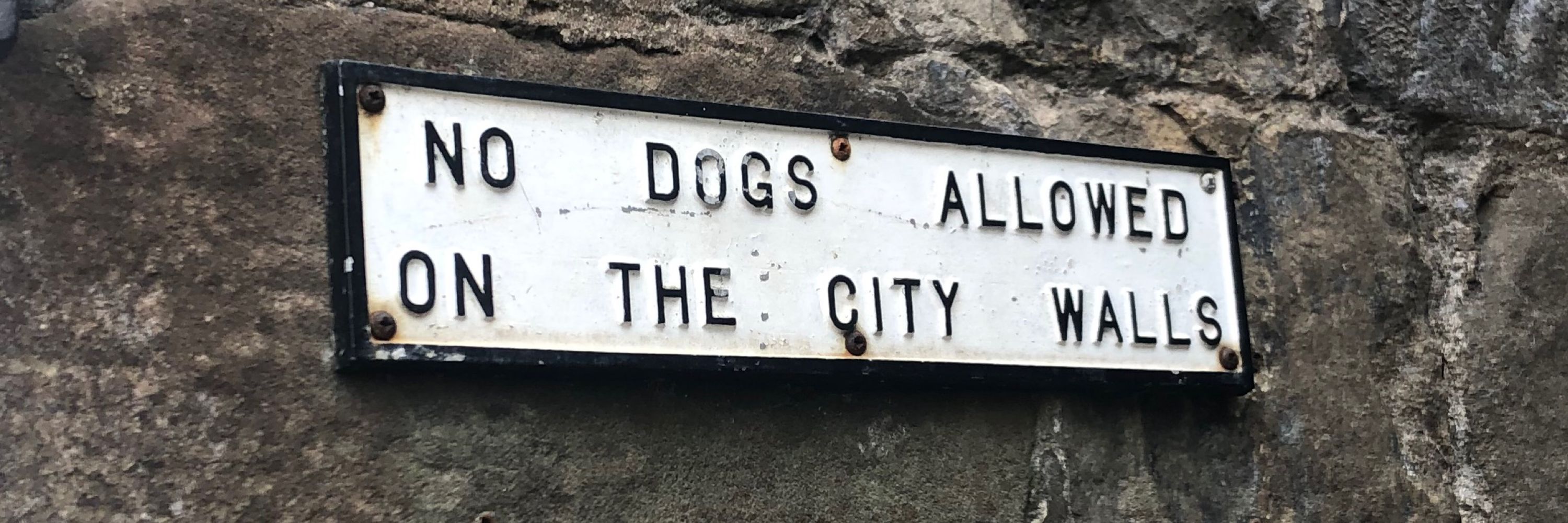 thistledog