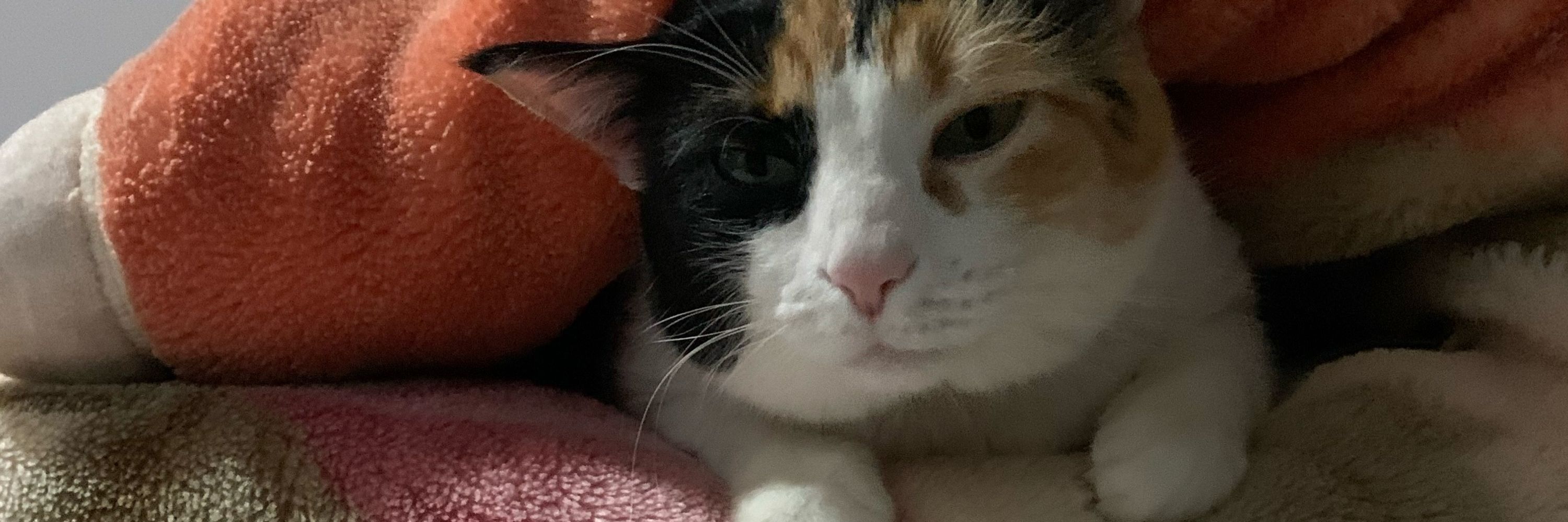 Tia do sukuninha