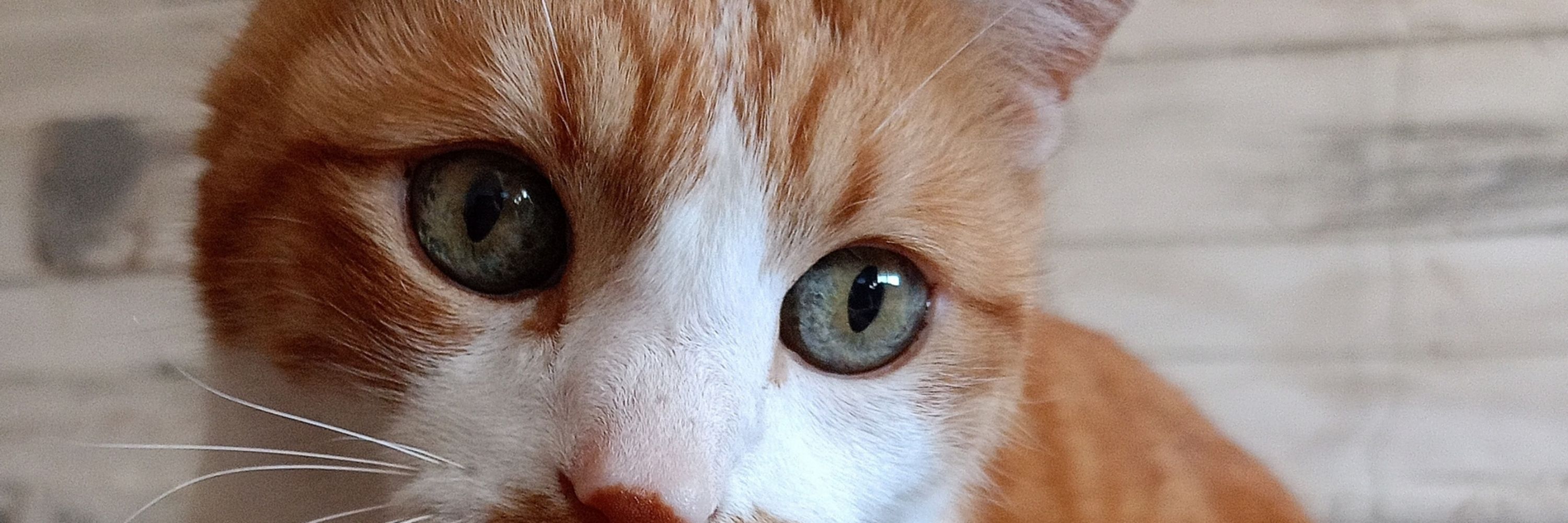 pablo