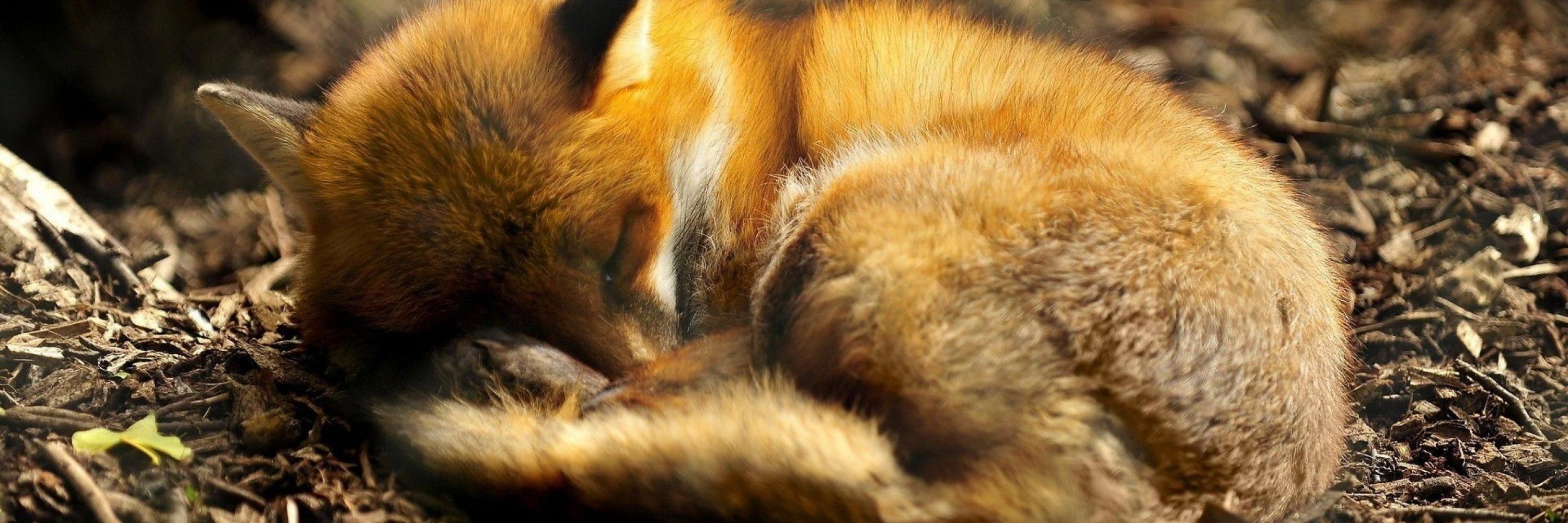 FoxatronZeGeek132