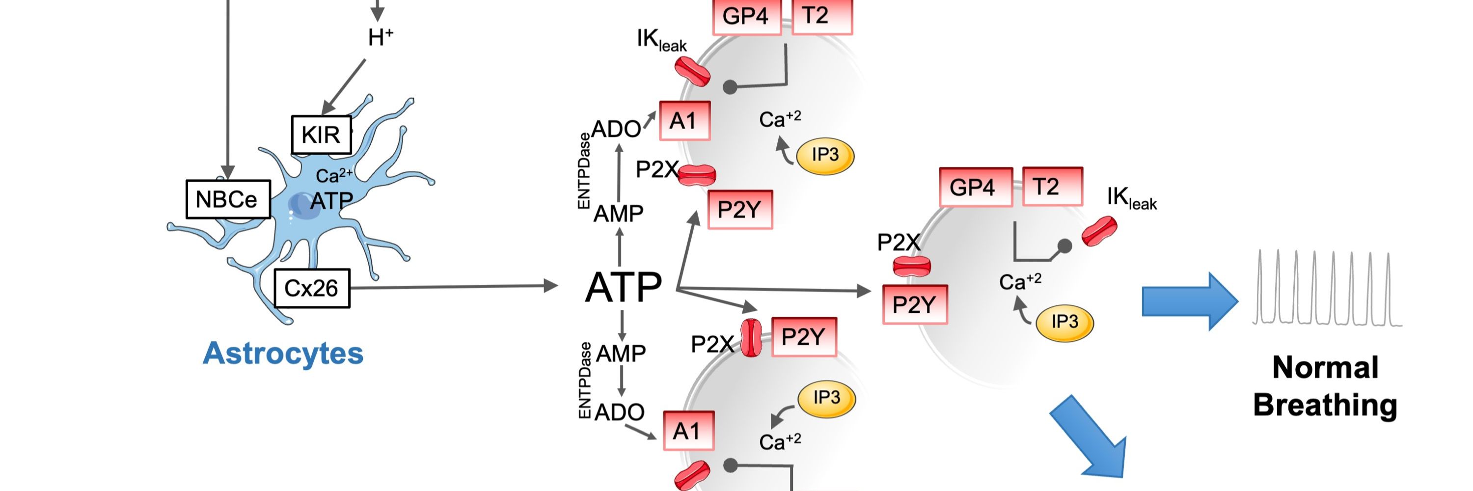 Experimental Physiology