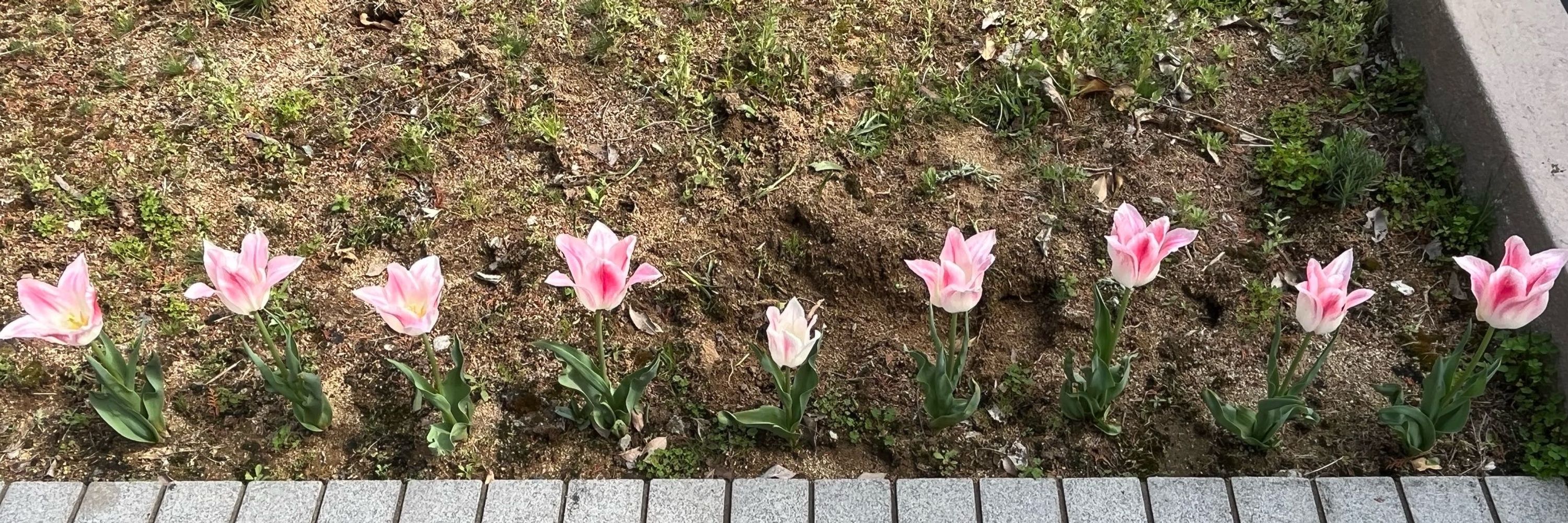 ゆりか