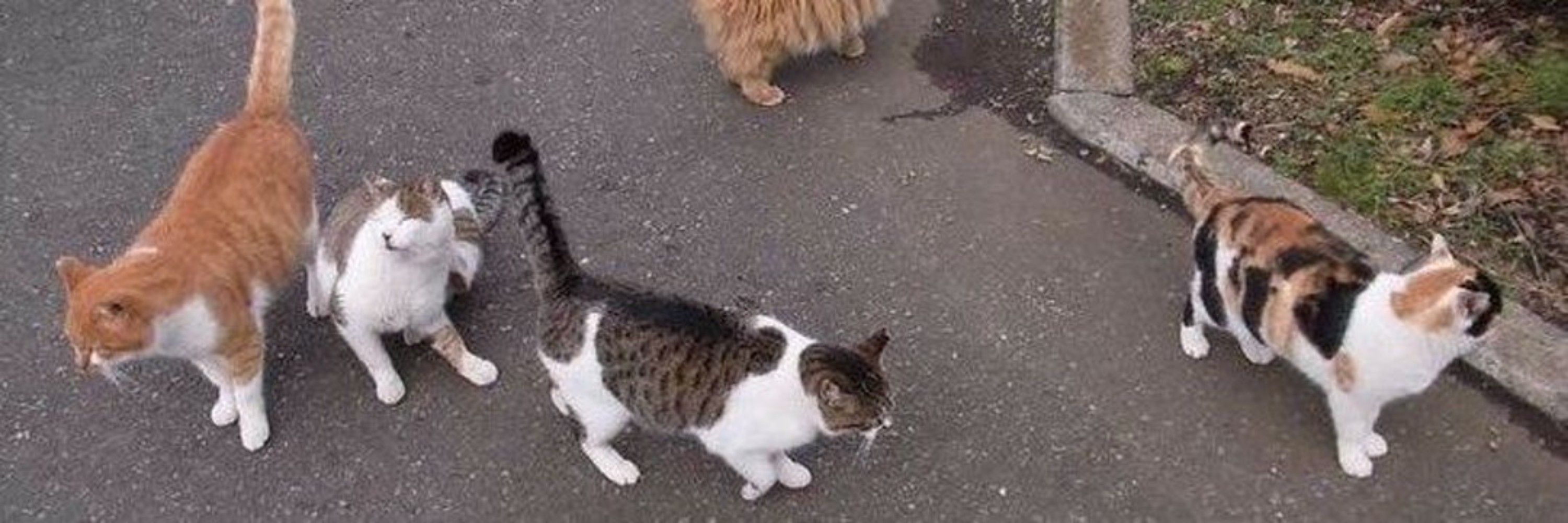 😼🍉