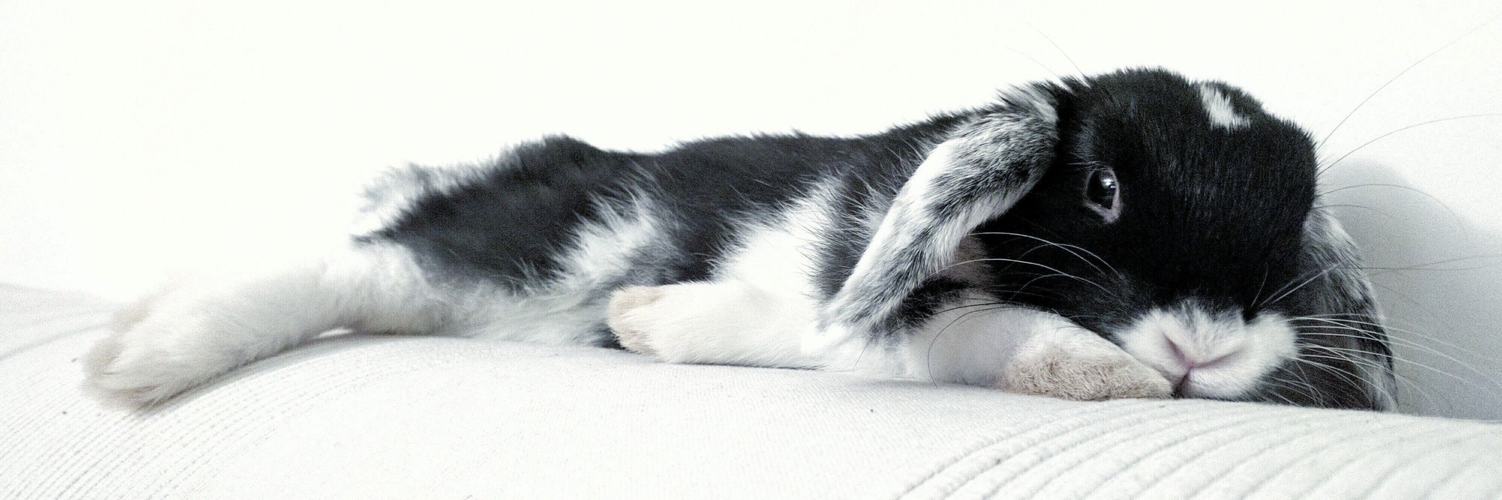 Fred des Abbayes🐇