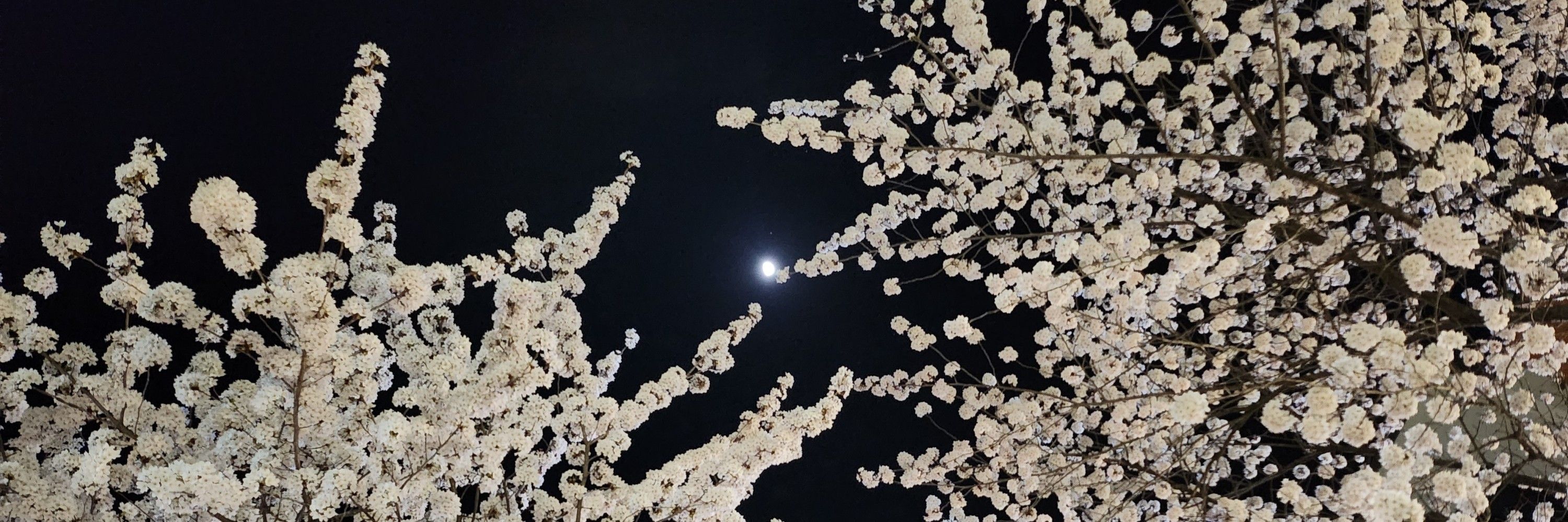오연
