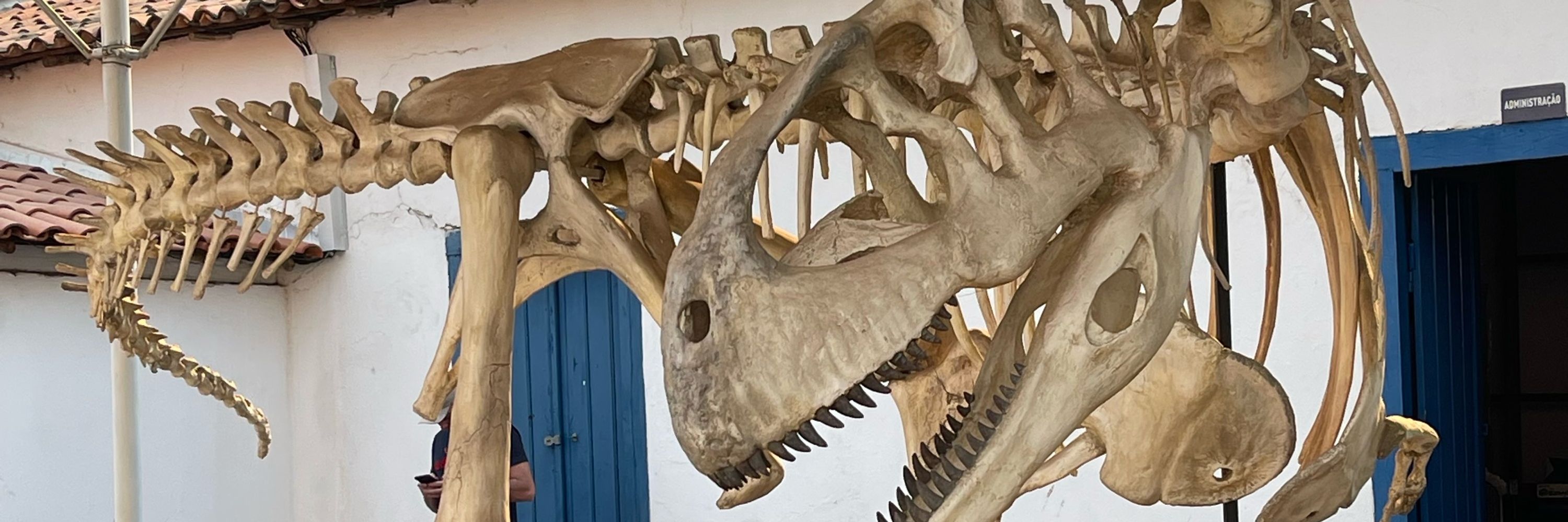 Bess🦖