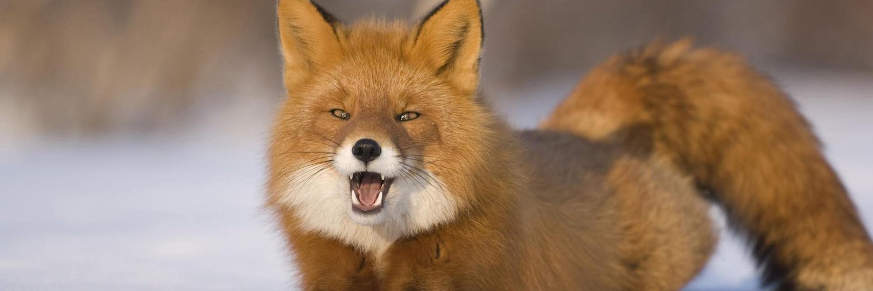 Fox Hound Internet Army 𓅚