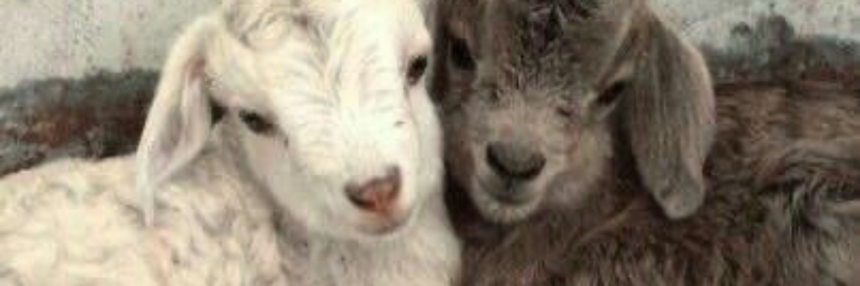 dante  /  faust  🐑