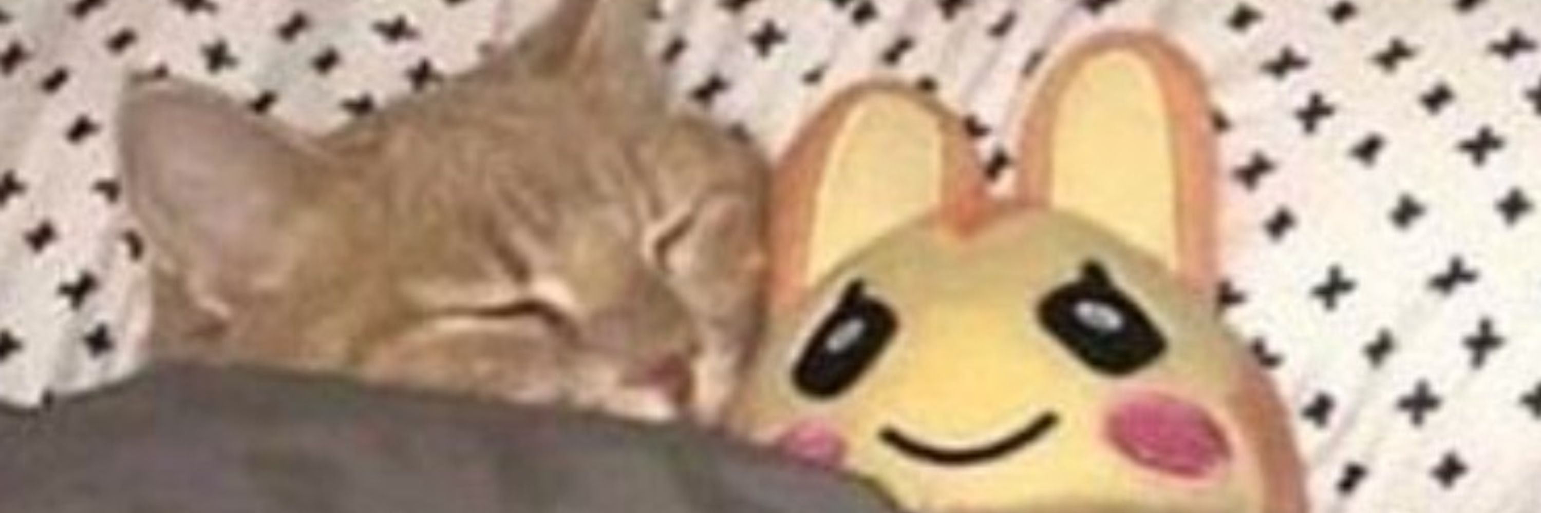Cute Cats