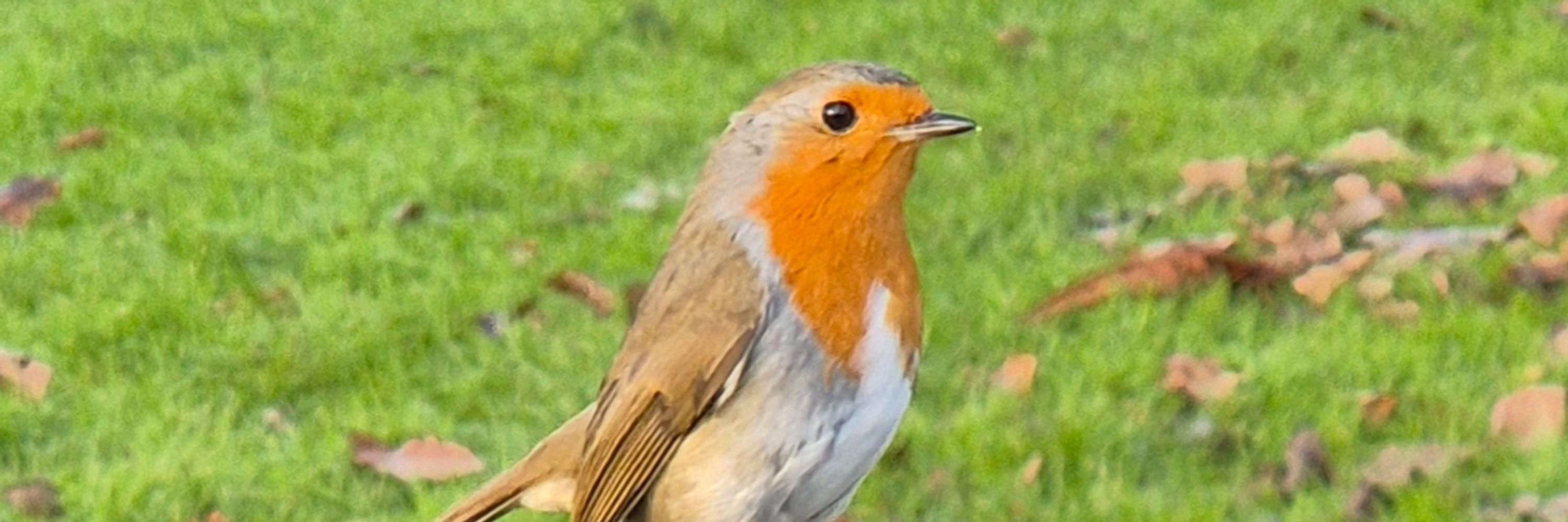 Chrissie M 