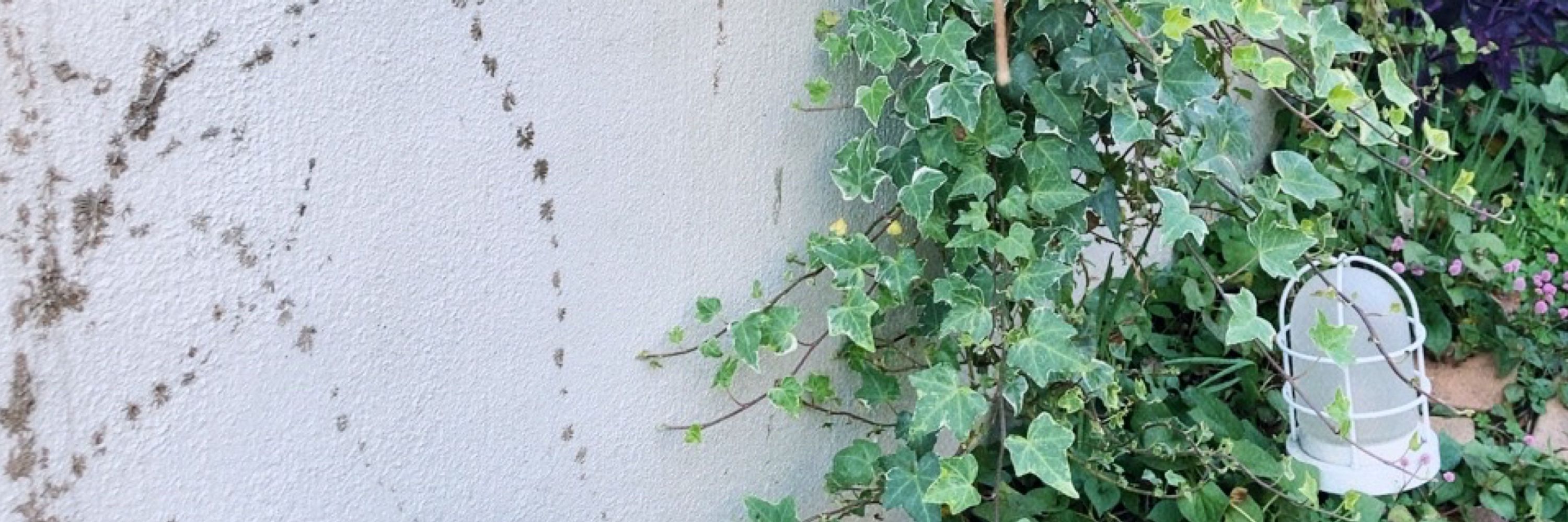 ほたか