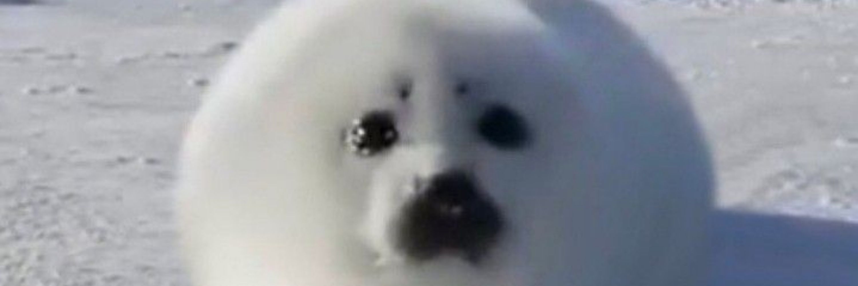 Misoyka
