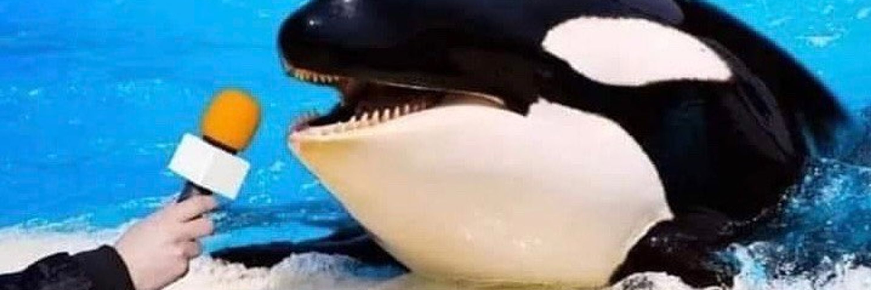 Fuck them Yachts! 🛥️🐋 