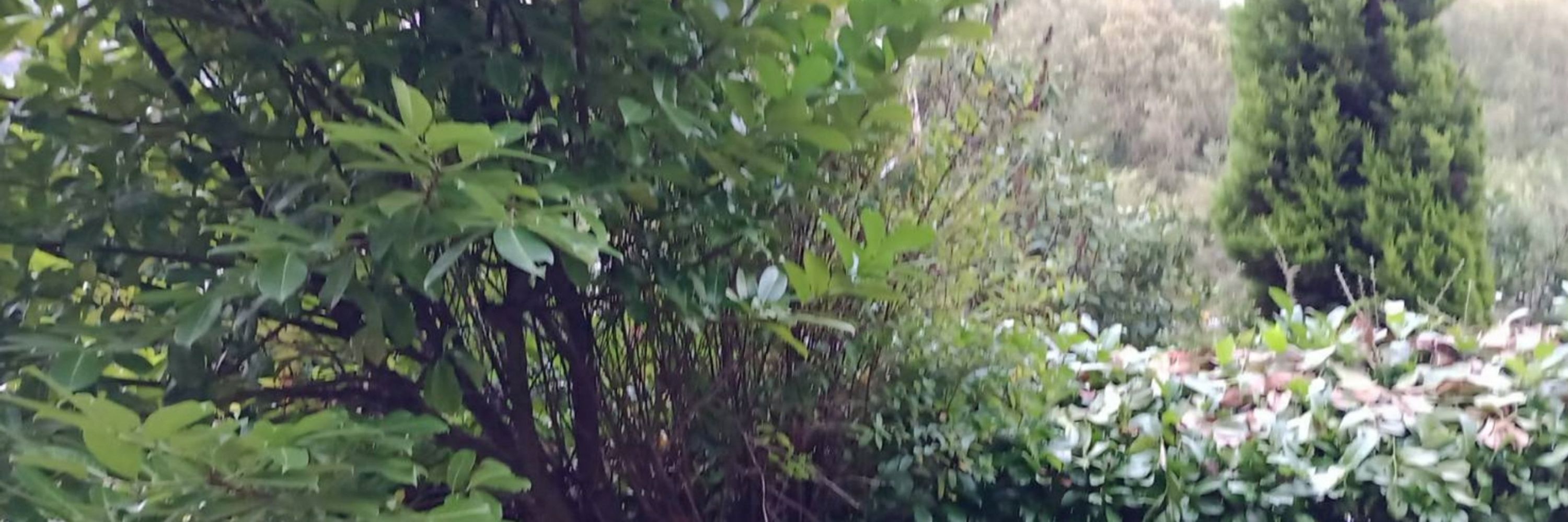Too Much Spoon