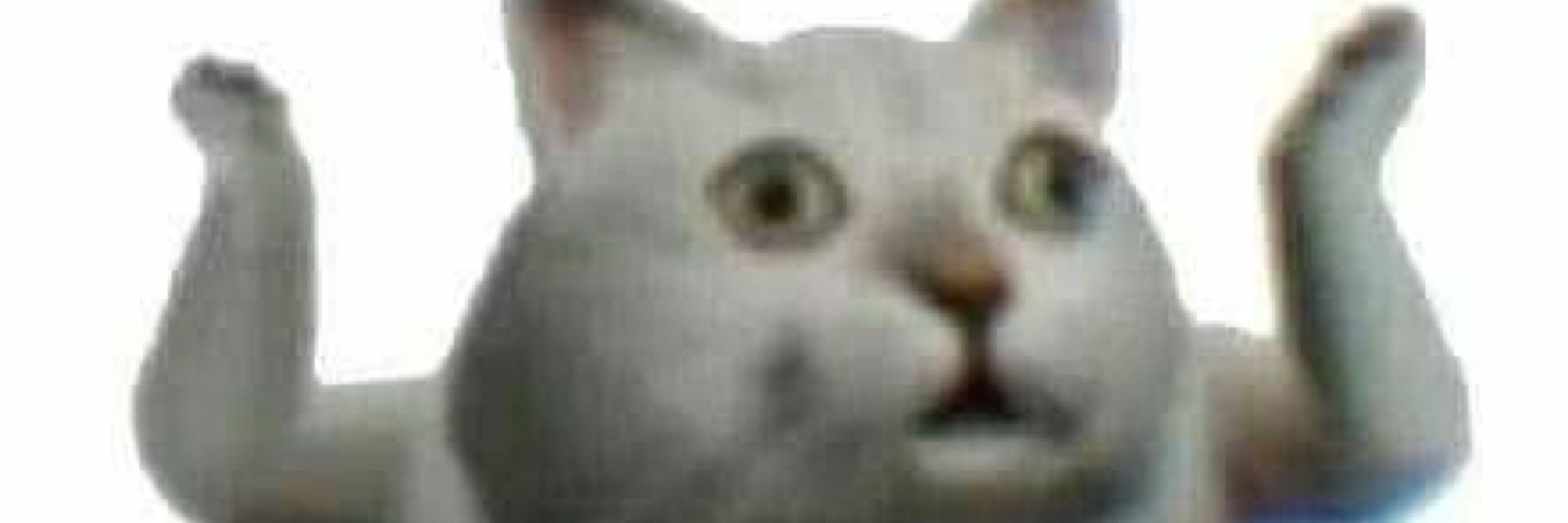 Felis