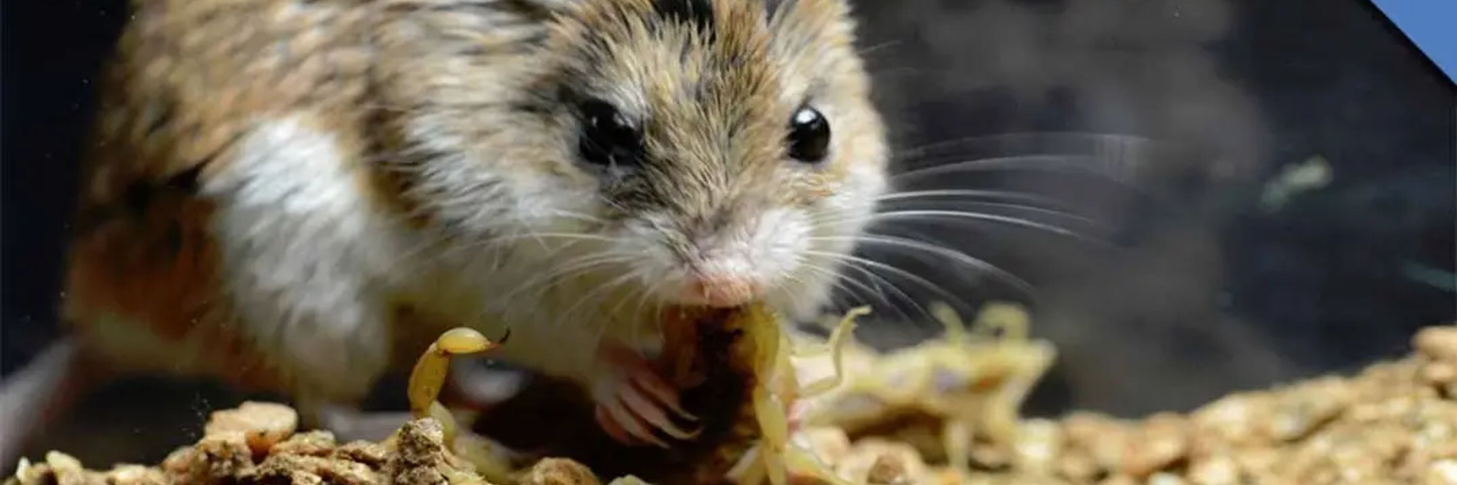 Nonny Mouse